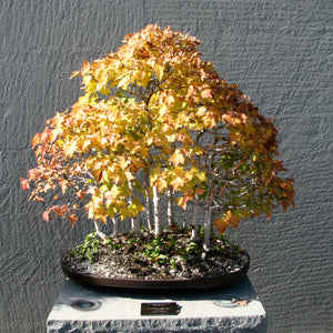 Bonsai Tree | Red Maple | The Jonsteen Company