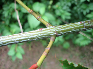 Red Snakebark Maple | Lot of 30 Tree Seedlings | The Jonsteen Company