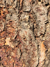 Load image into Gallery viewer, River Birch | Medium Tree Seedling | The Jonsteen Company