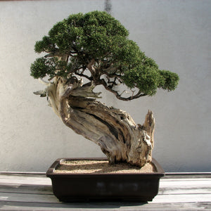 Bonsai Tree | Rocky Mountain Juniper | The Jonsteen Company