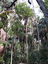 Load image into Gallery viewer, Sabal Palm | Medium Tree Seedling | The Jonsteen Company