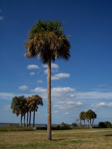 Palm Tree | Sabal Palm | The Jonsteen Company