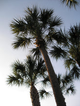 Load image into Gallery viewer, Palm Tree | Sabal Palm | The Jonsteen Company
