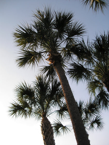 Palm Tree | Sabal Palm | The Jonsteen Company