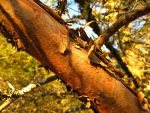 Load image into Gallery viewer, Santa Cruz Cypress | Small Tree Seedling | The Jonsteen Company