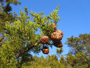 Santa Cruz Cypress | Small Tree Seedling | The Jonsteen Company