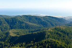 High Elevation Coast Redwood | Small Tree Seedling | The Jonsteen Company