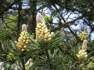 Scotch Pine | Small Tree Seedling | The Jonsteen Company