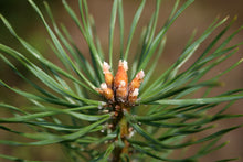 Load image into Gallery viewer, Scotch Pine | Mini-Grow Kit | The Jonsteen Company