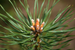 Scotch Pine | Mini-Grow Kit | The Jonsteen Company