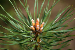 Scotch Pine | Medium Tree Seedling | The Jonsteen Company