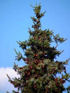 Serbian Spruce | Medium Tree Seedling | The Jonsteen Company