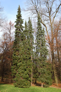 Serbian Spruce | Small Tree Seedling | The Jonsteen Company
