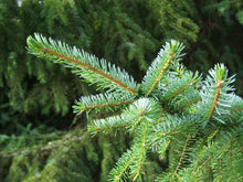 Load image into Gallery viewer, Serbian Spruce | Small Tree Seedling | The Jonsteen Company