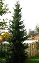 Load image into Gallery viewer, Serbian Spruce | Medium Tree Seedling | The Jonsteen Company