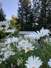 Load image into Gallery viewer, Shasta Daisy | Flower Seed Grow Kit | The Jonsteen Company