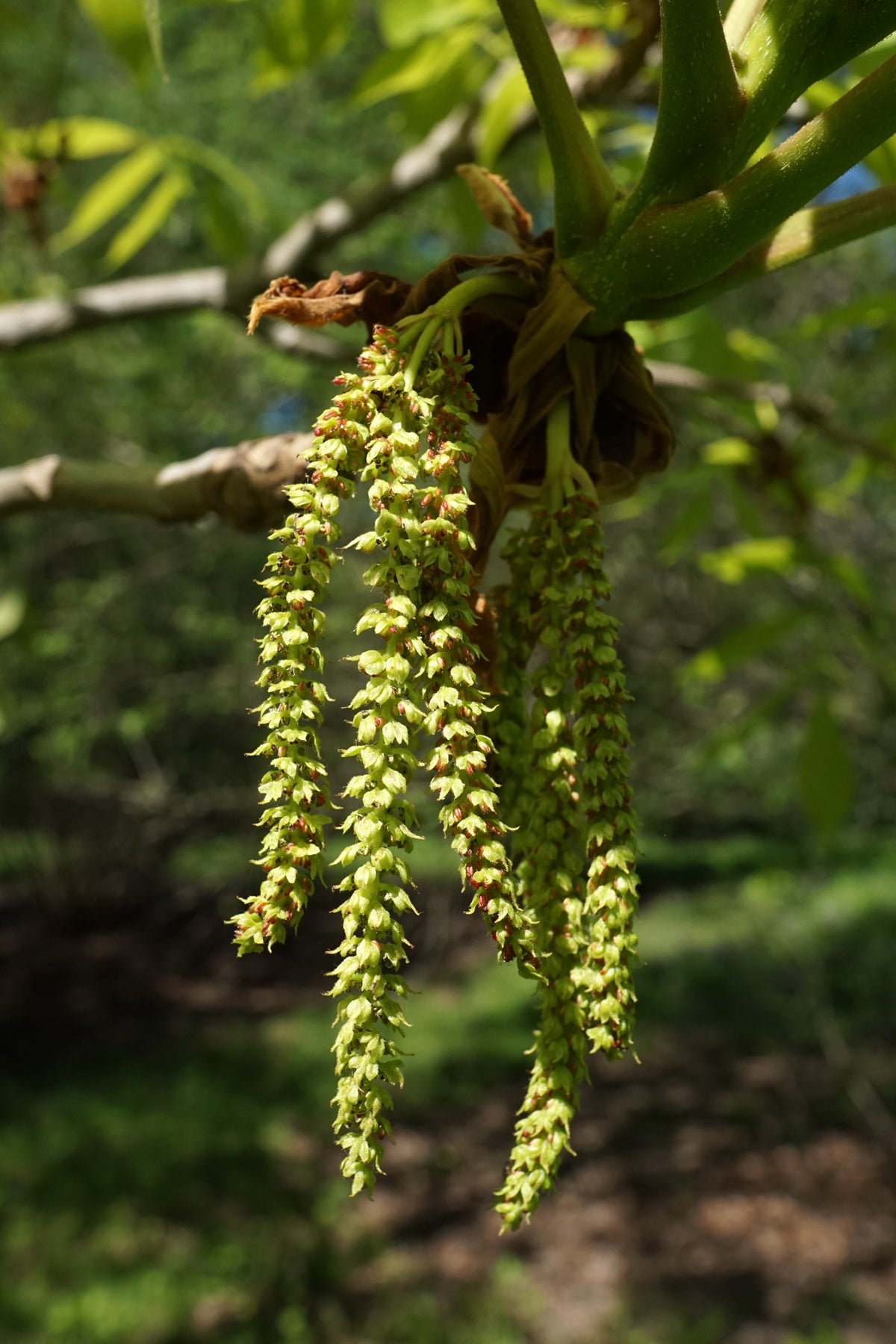 Shellbark Flower Shellbark Hickory | Medium Tree Seedling – The Jonsteen Company
