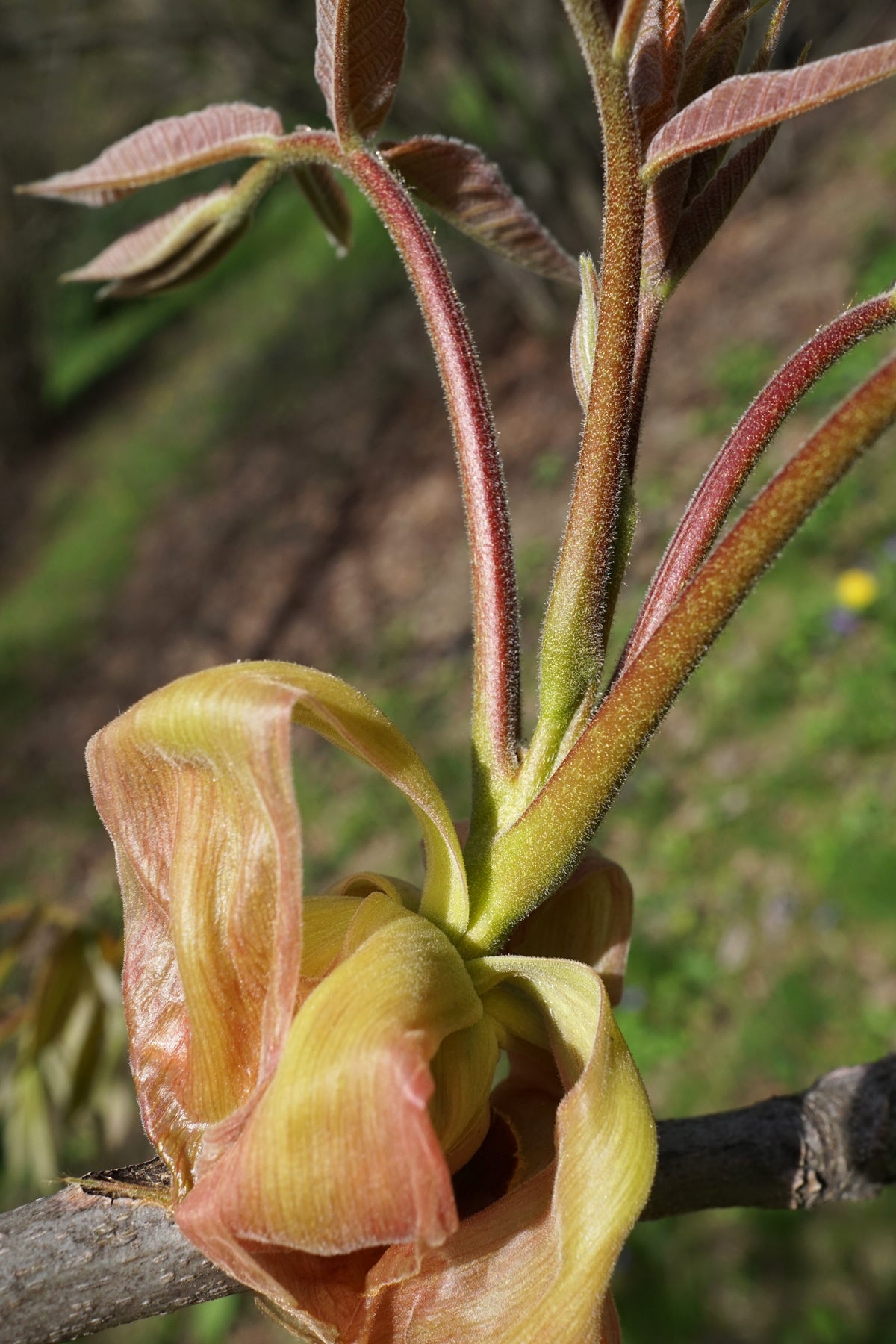 Shellbark Flower Shellbark Hickory | Medium Tree Seedling – The Jonsteen Company