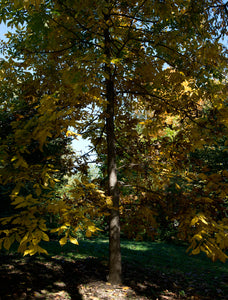 Shellbark Hickory | Medium Tree Seedling | The Jonsteen Company