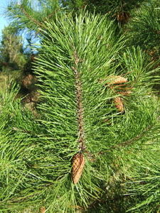 Shore Pine | Medium Tree Seedling | The Jonsteen Company