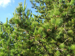 Shore Pine | Medium Tree Seedling | The Jonsteen Company