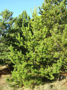Shore Pine | Small Tree Seedling | The Jonsteen Company