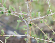 Load image into Gallery viewer, Siberian Larch | Small Tree Seedling | The Jonsteen Company
