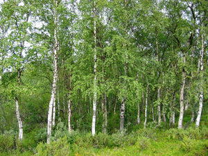 Silver Birch | Medium Tree Seedling | The Jonsteen Company
