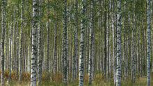 Load image into Gallery viewer, Silver Birch | Tree Seedling Cluster | The Jonsteen Company