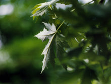 Load image into Gallery viewer, Silver Maple | Small Tree Seedling | The Jonsteen Company