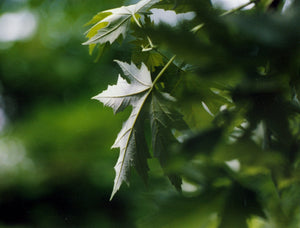 Silver Maple | Small Tree Seedling | The Jonsteen Company