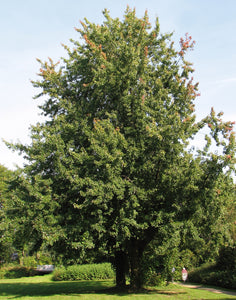 Silver Maple | Medium Tree Seedling | The Jonsteen Company