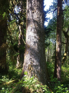Sitka Spruce | Small Tree Seedling | The Jonsteen Company