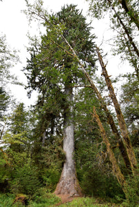 Sitka Spruce | Medium Tree Seedling | The Jonsteen Company