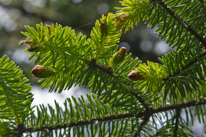 Sitka Spruce | Medium Tree Seedling