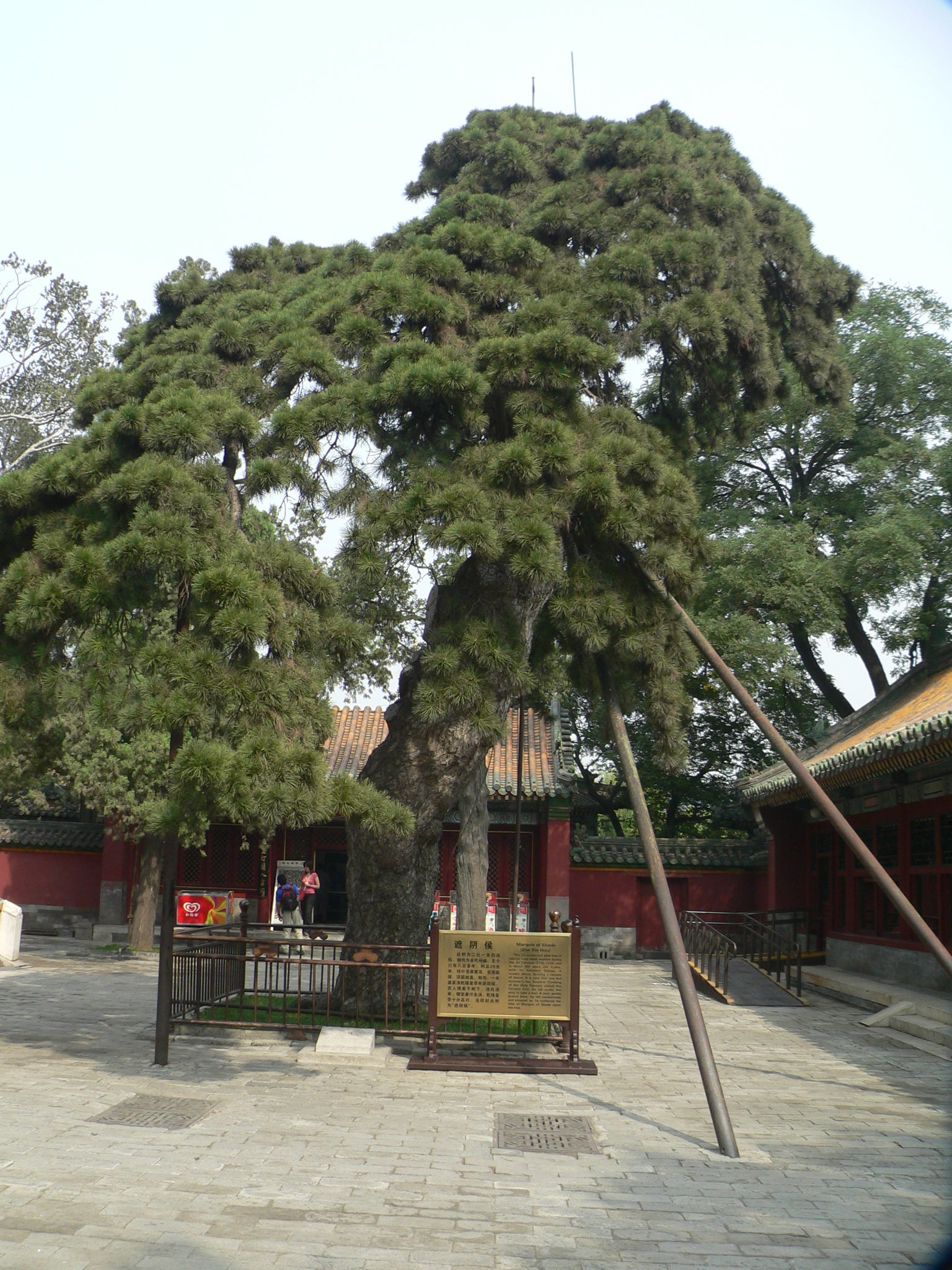 Southern Chinese Pine | Small Tree Seedling – The Jonsteen Company