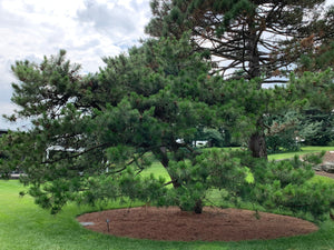 Southern Chinese Pine | Medium Tree Seedling | The Jonsteen Company