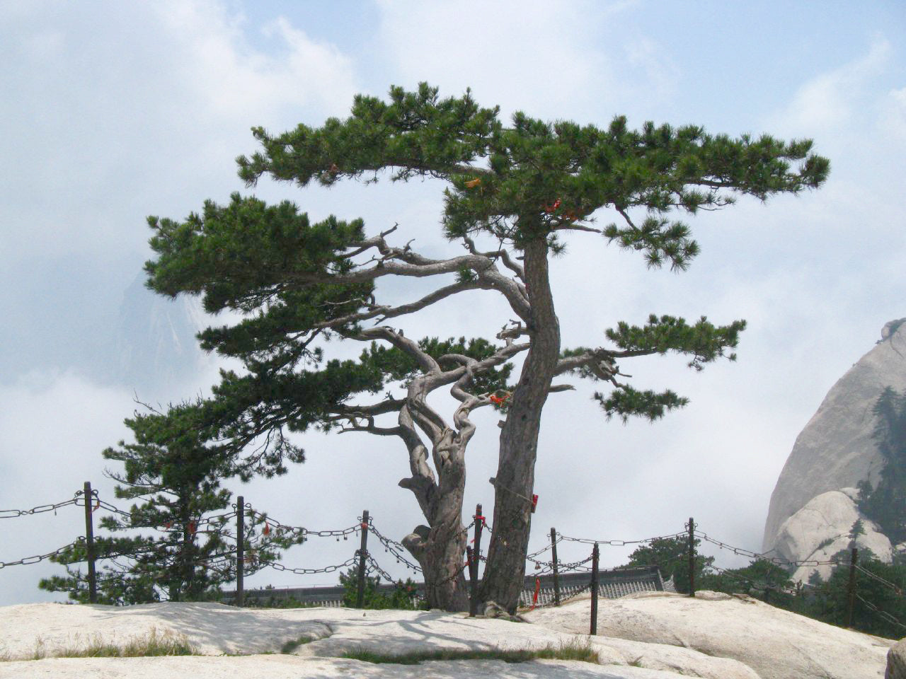 Southern Chinese Pine | Small Tree Seedling – The Jonsteen Company