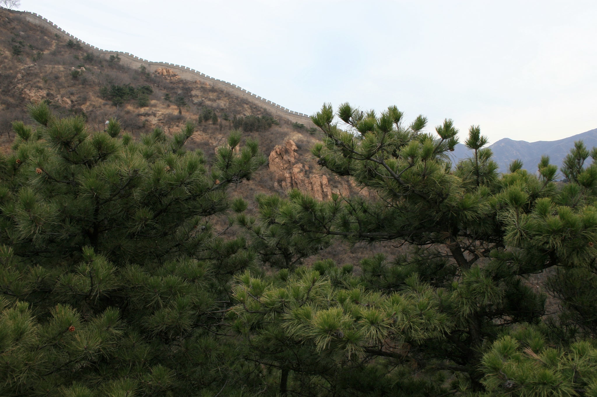 Southern Chinese Pine | Small Tree Seedling – The Jonsteen Company