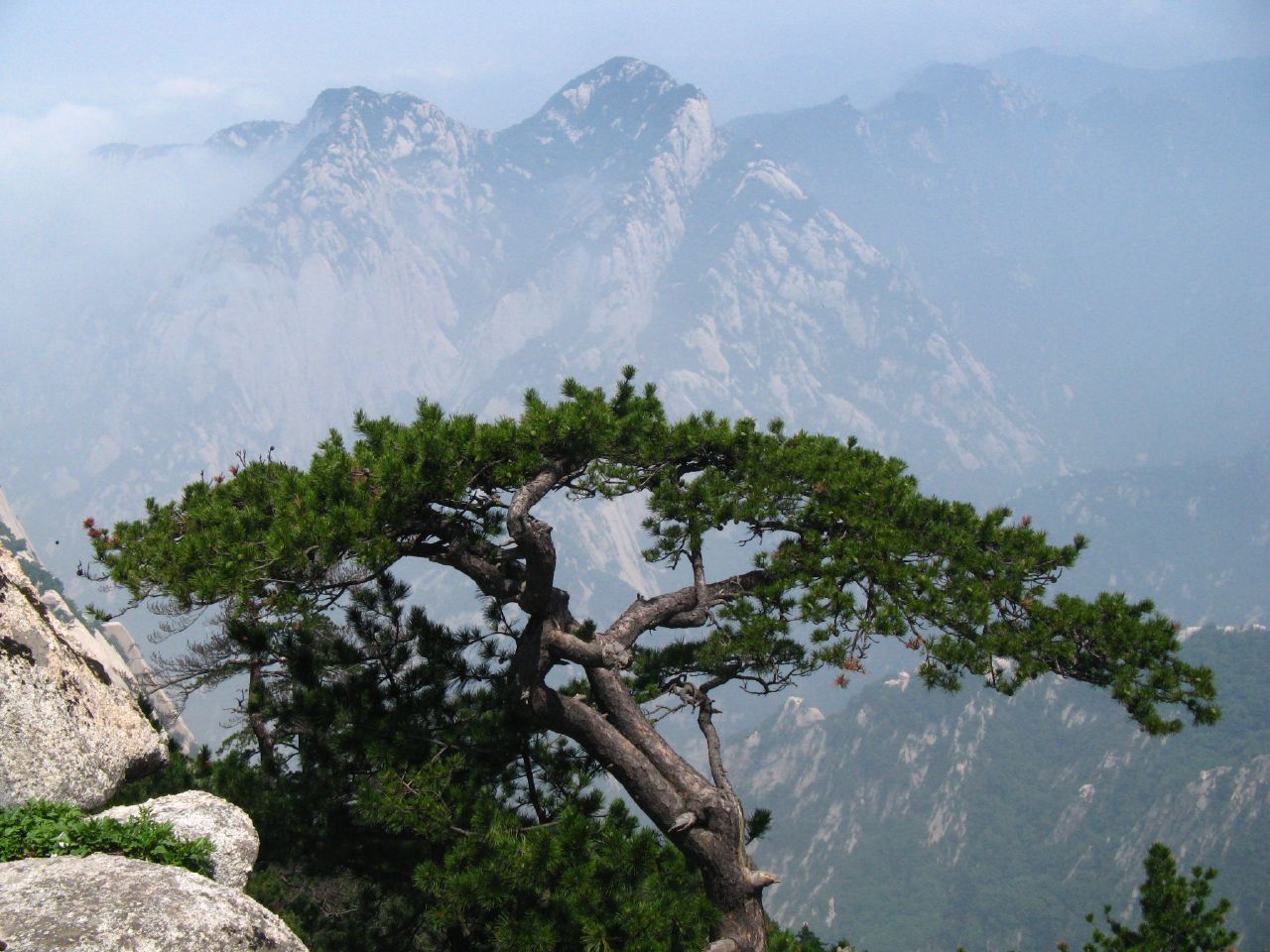 Southern Chinese Pine | Small Tree Seedling – The Jonsteen Company