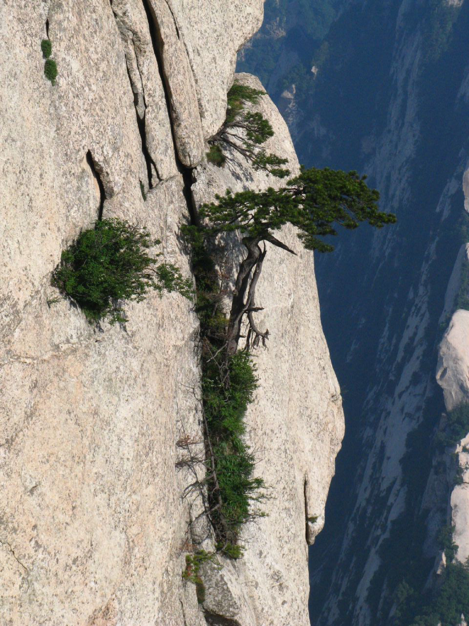 Southern Chinese Pine | Small Tree Seedling – The Jonsteen Company