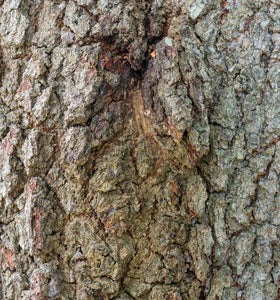 Southern Live Oak | Medium Tree Seedling | The Jonsteen Company