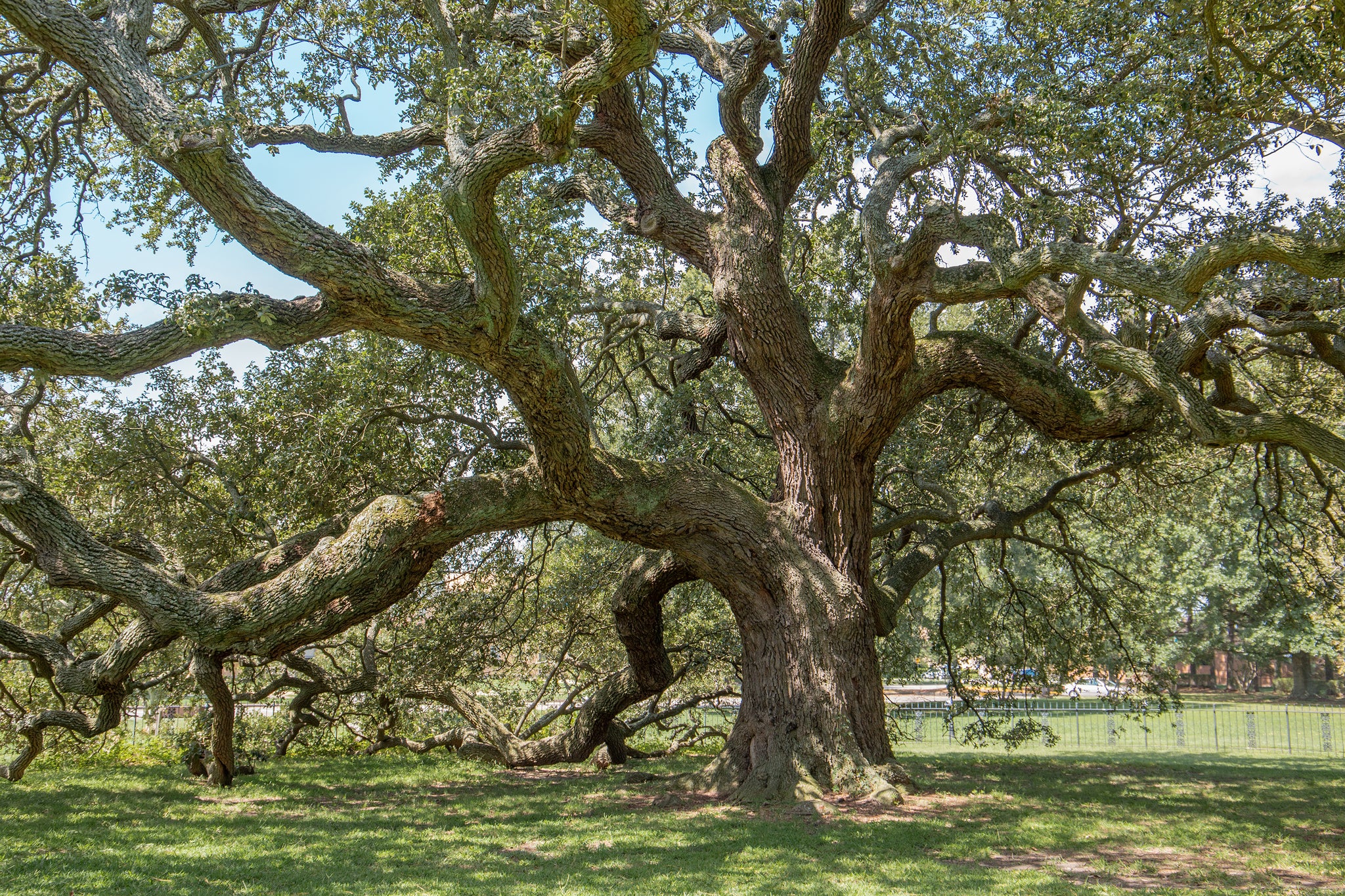 Southern Live Oak Medium Tree Seedling The Jonsteen Company Southern Live Oak Medium Tree Seedling The Jonsteen Company