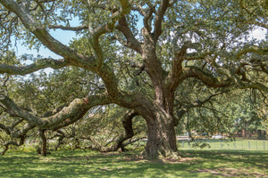 Southern Live Oak | Medium Tree Seedling | The Jonsteen Company