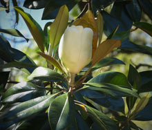 Load image into Gallery viewer, Southern Magnolia | Large Tree Seedling | The Jonsteen Company