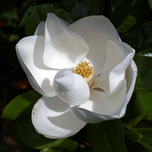 Load image into Gallery viewer, Southern Magnolia | Small Tree Seedling | The Jonsteen Company