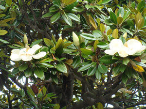 Southern Magnolia | Small Tree Seedling | The Jonsteen Company