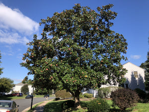 Southern Magnolia | Small Tree Seedling | The Jonsteen Company