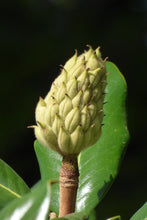 Load image into Gallery viewer, Southern Magnolia | Large Tree Seedling | The Jonsteen Company