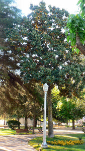 Southern Magnolia | Small Tree Seedling – SequoiaTrees.com